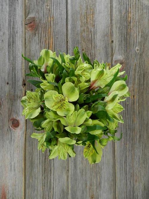 SHAKIRA SUPER GREEN ALSTROEMERIA